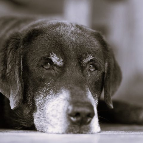 hund